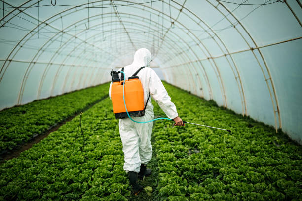 Best Affordable Pest Control Services  in Whitewater, CA