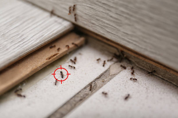Best Pest Control for Businesses  in Whitewater, CA