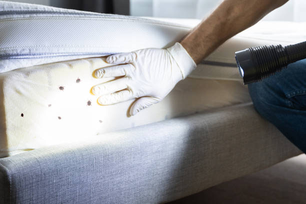 Best Termite Control Services  in Whitewater, CA