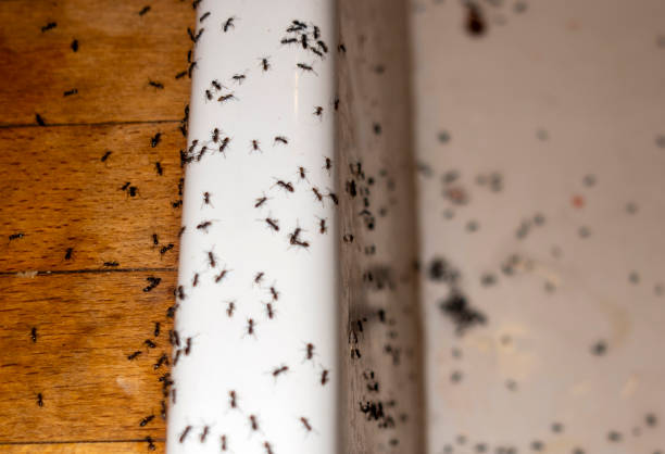 Best Best Pest Control Companies  in Whitewater, CA